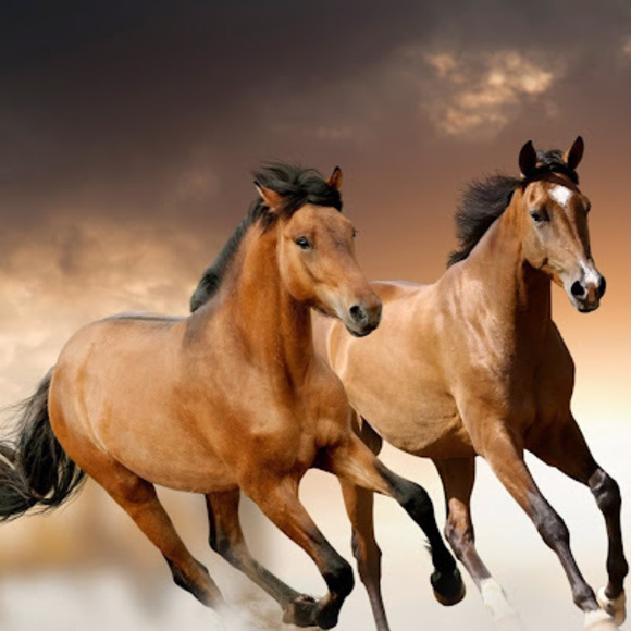 Meet your Posher, Chelsea - Picture 1 of 1